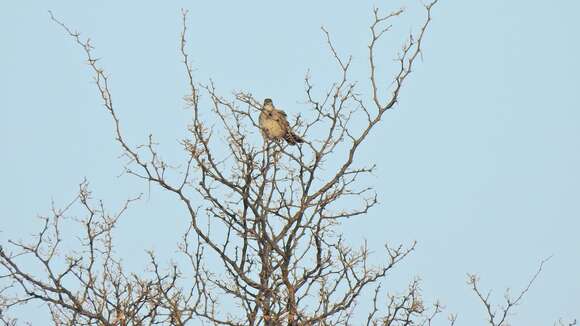 Image of Scale-throated Earthcreeper