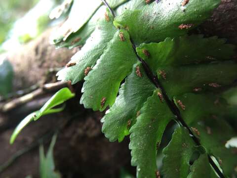 Image of Rain-Forest Spleenwort