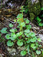 Image of Saxifraga rotundifolia subsp. rotundifolia