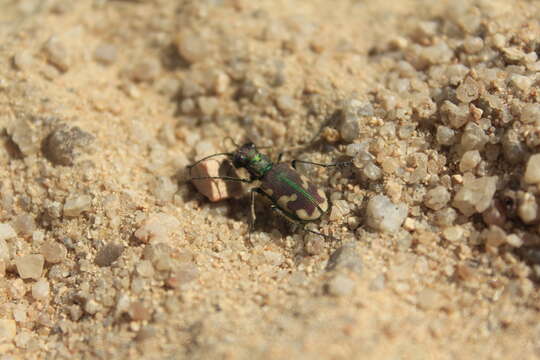 Plancia ëd Cicindela (Cicindela) limbalis Klug 1834