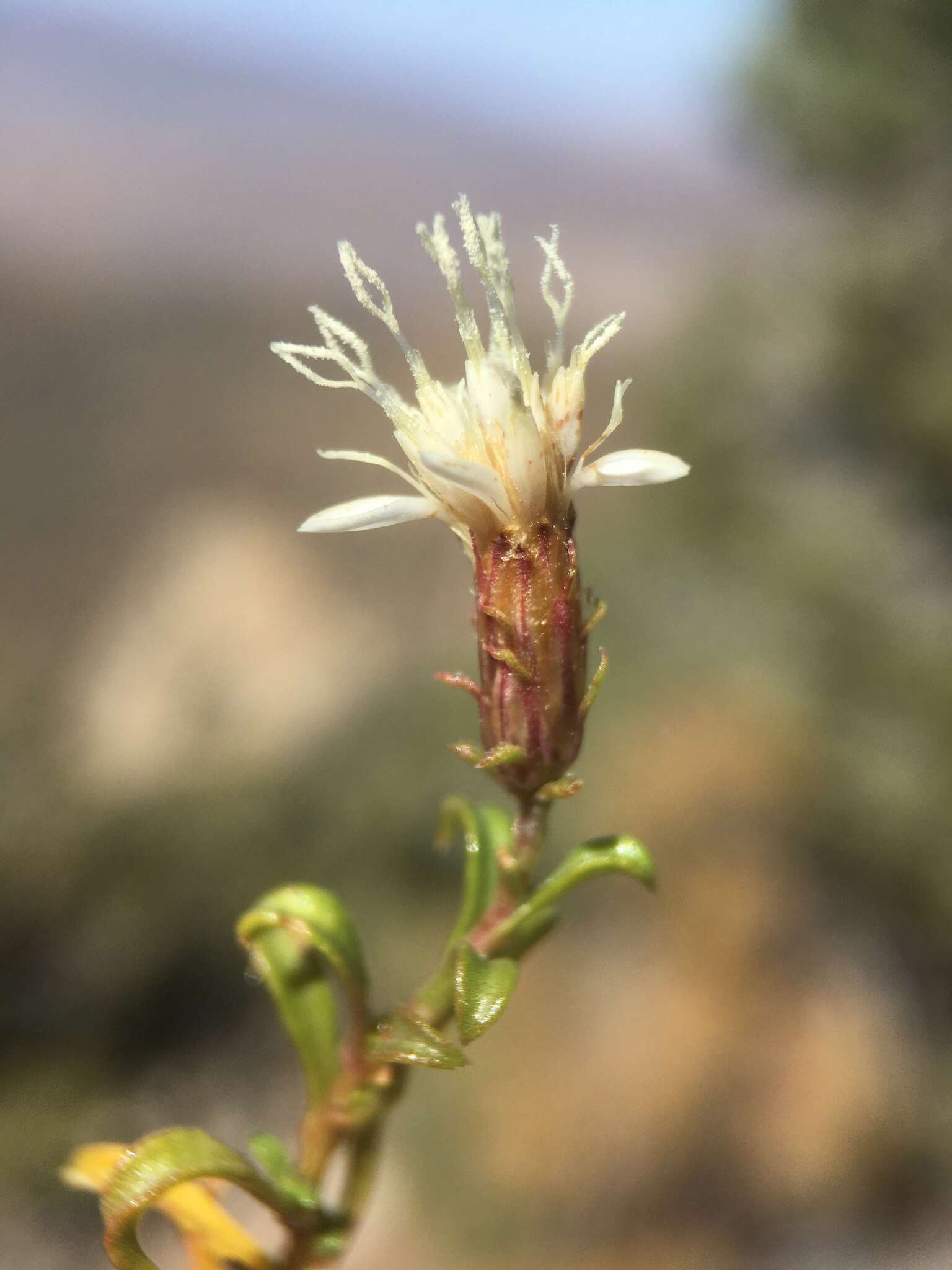 Image of whiteflower goldenbush