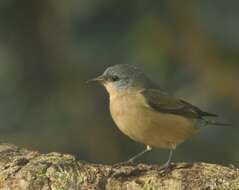 Image of Black-legged Dacnis