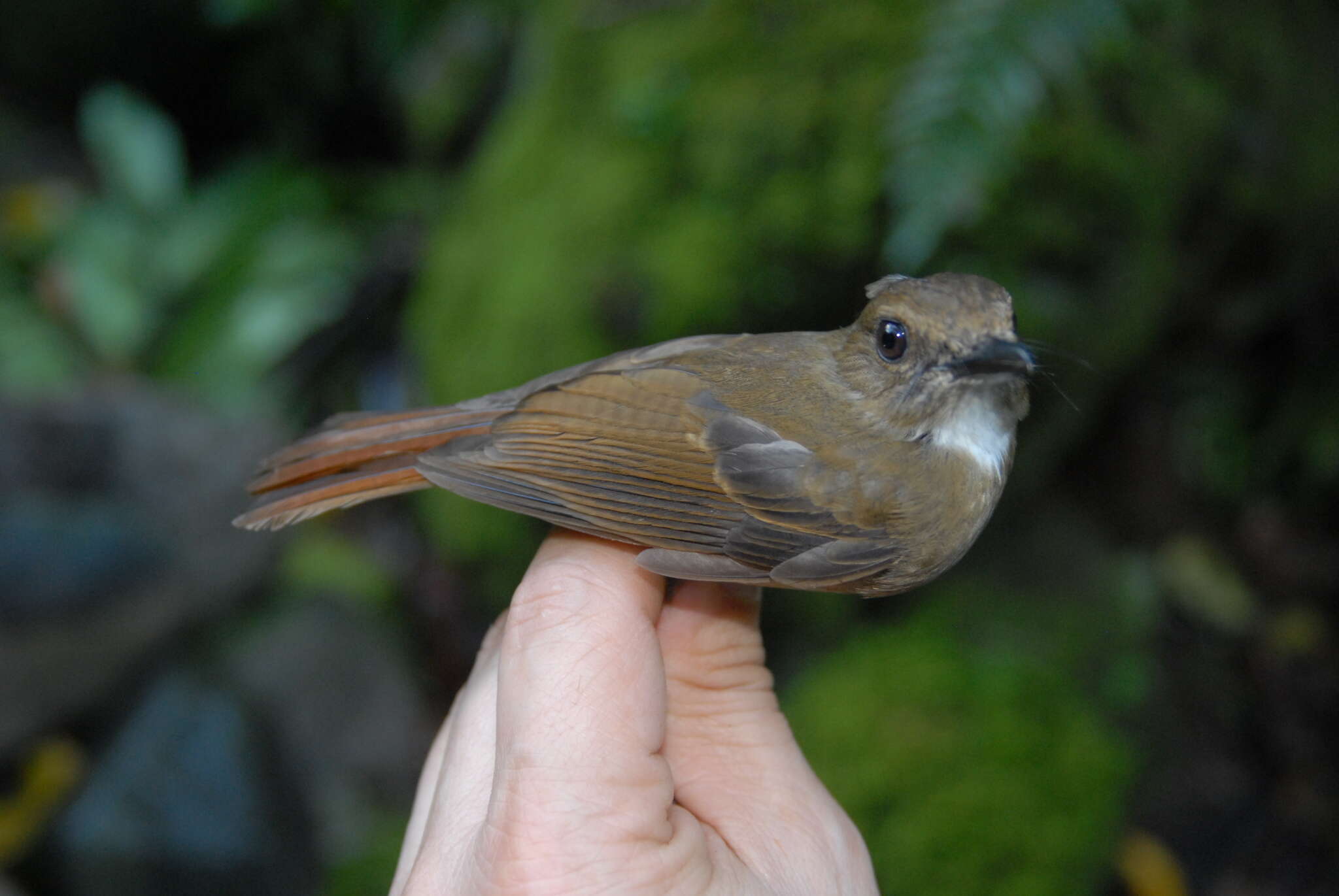 Image of White-throated Jungle Flycatcher