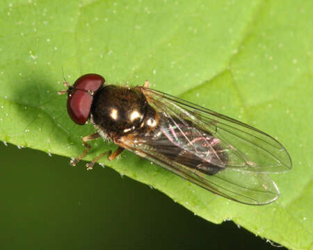 Image of Cheilosia pallipes (Loew 1863)