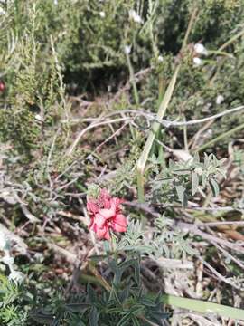 Image of Indigofera complanata Spreng.