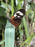 Heliconius erato amazona Staudinger 1896的圖片