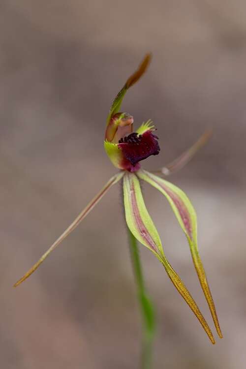 Image of Stumpy spider orchid