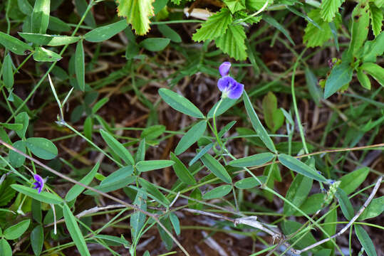 Image of glycine