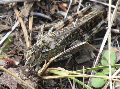 Image of Calliptamus italicus italicus (Linnaeus 1758)