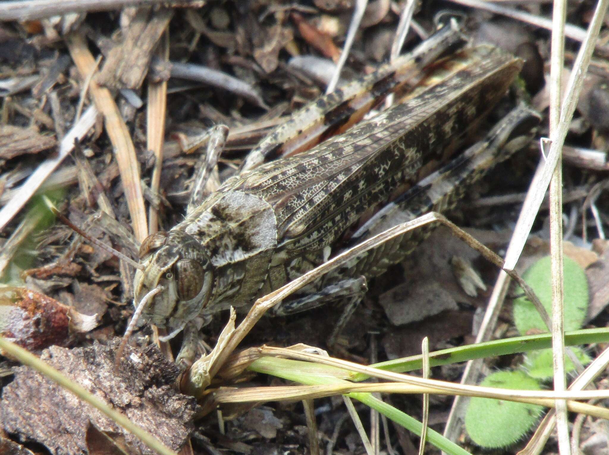 Image de Calliptamus italicus italicus (Linnaeus 1758)