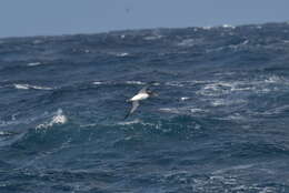 Image de Albatros des Chatham