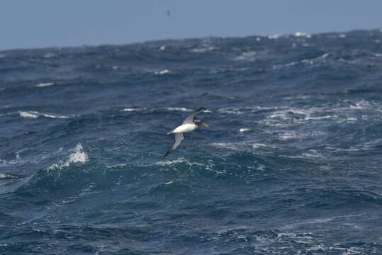 Image de Albatros des Chatham