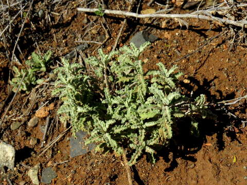 Image of Hermannia coccocarpa (Eckl. & Zeyh.) Kuntze