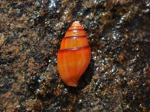 Image of yellow dovesnail