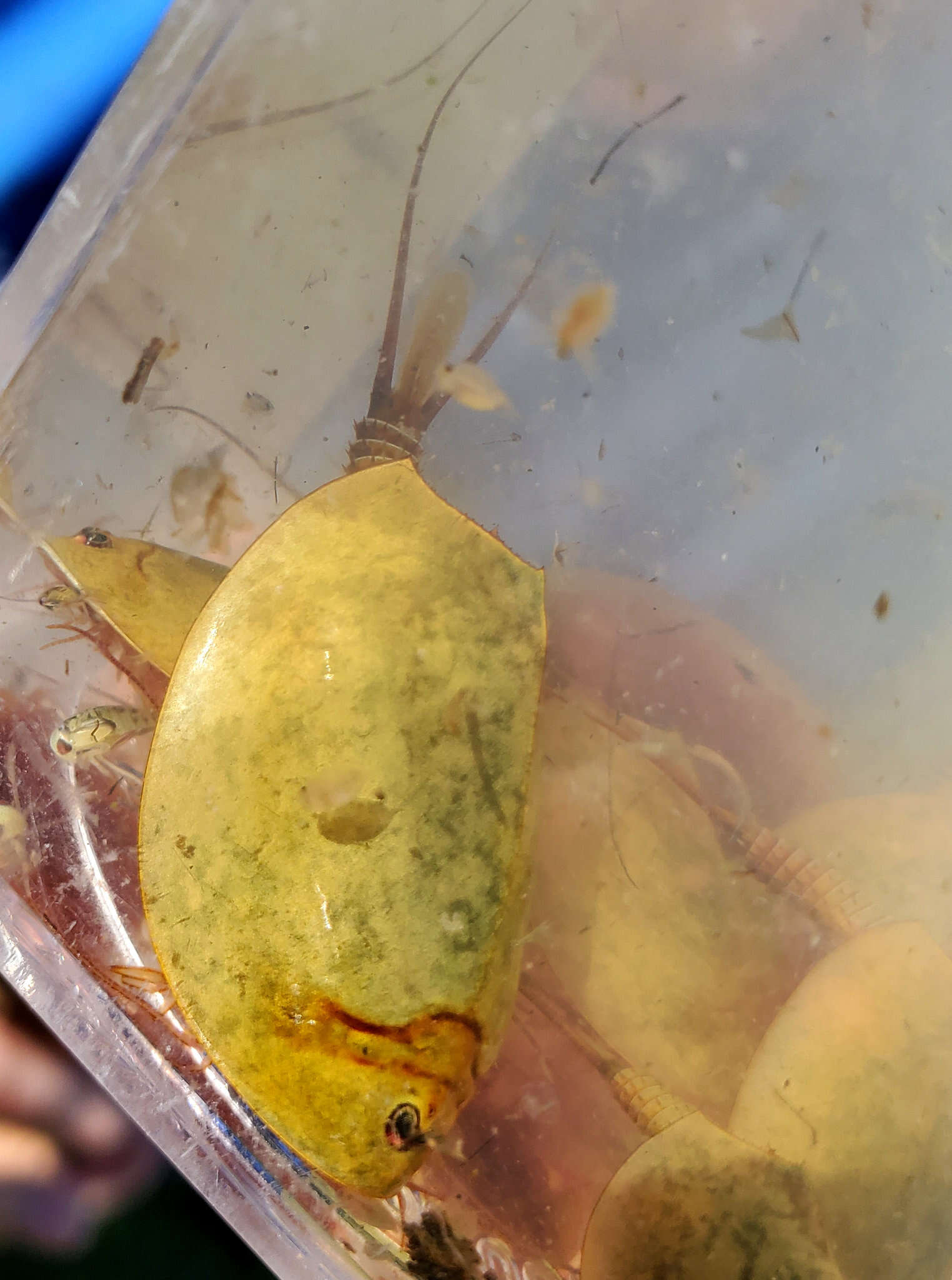 Image of Vernal pool tadpole shrimp