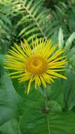 Inula helenium L. resmi