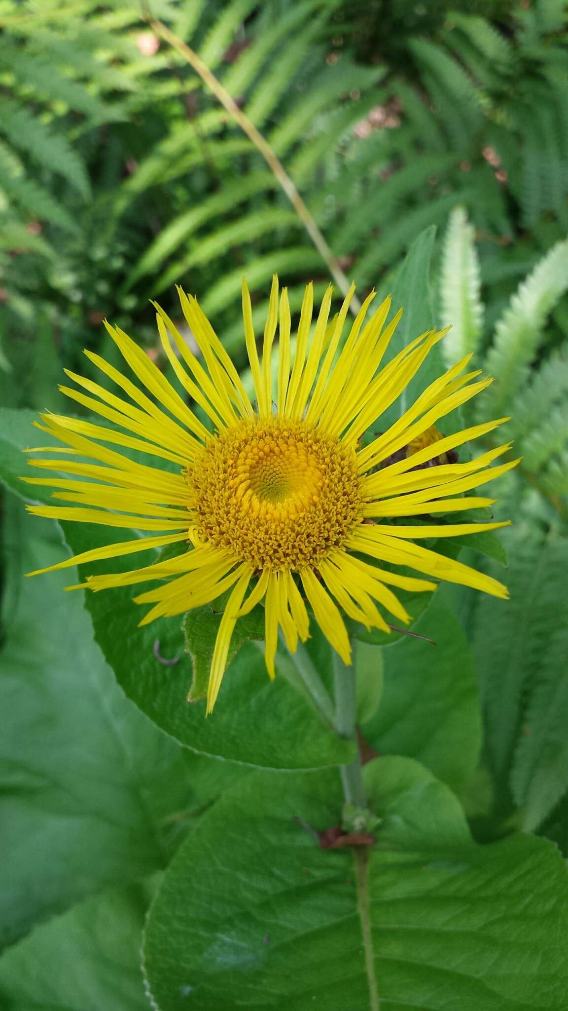 Inula helenium L. resmi