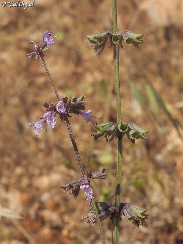 Imagem de Salvia judaica Boiss.