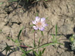 Imagem de Lomelosia rotata (Bieb.) W. Greuter & Burdet