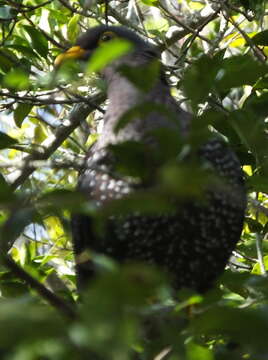 Image of African Olive Pigeon