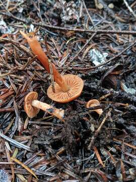 Image of Cortinarius bulliardii (Pers.) Fr. 1838