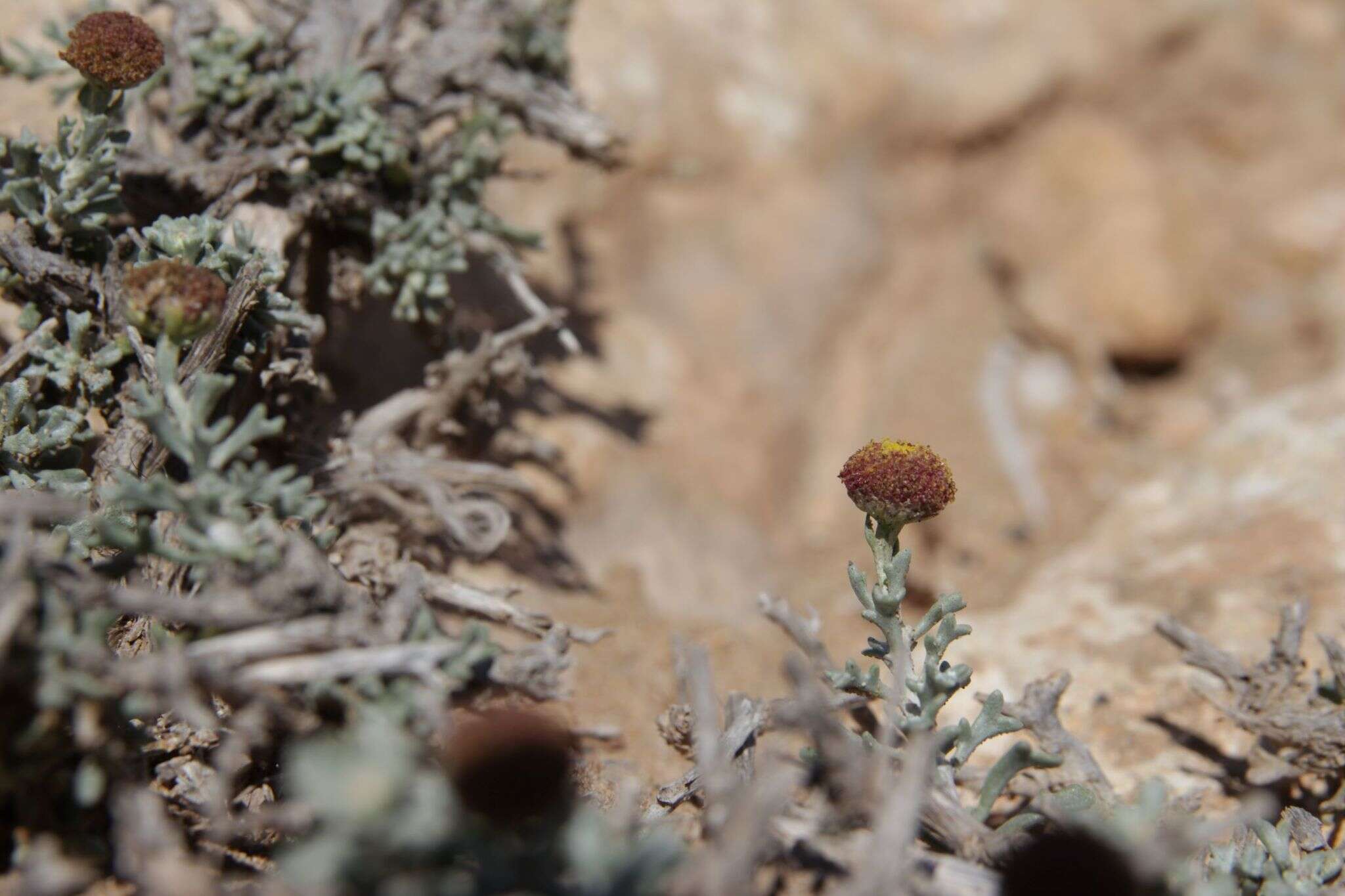 Image of Pentzia hesperidum Maire & Wilczek