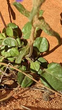 Image of low beardtongue