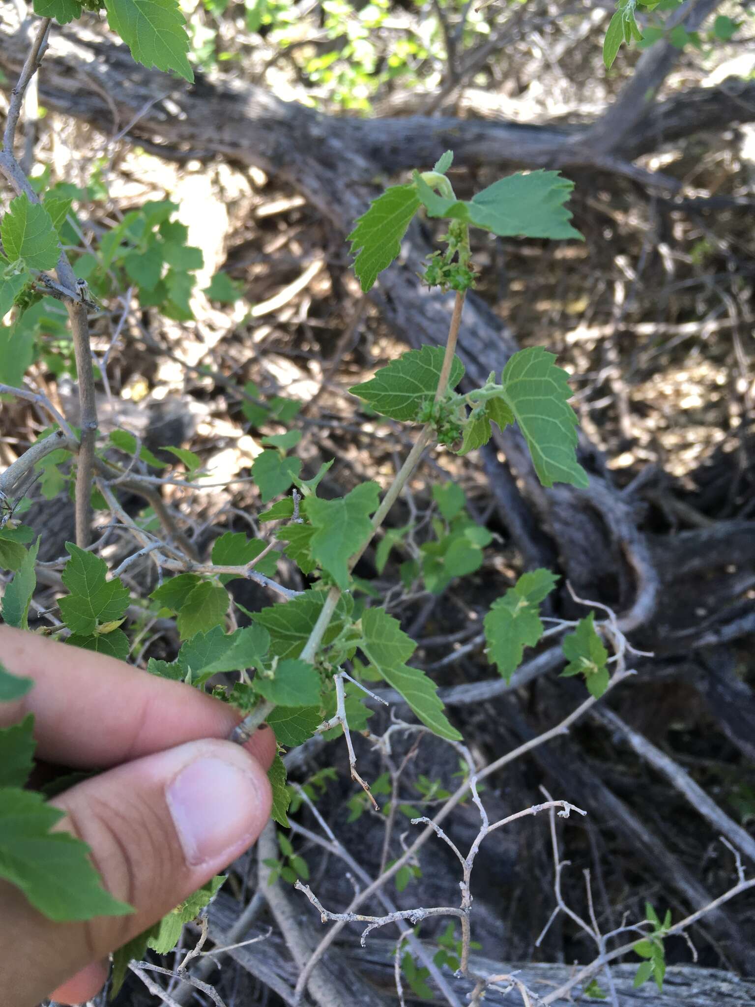 Image of Texas Mulberry