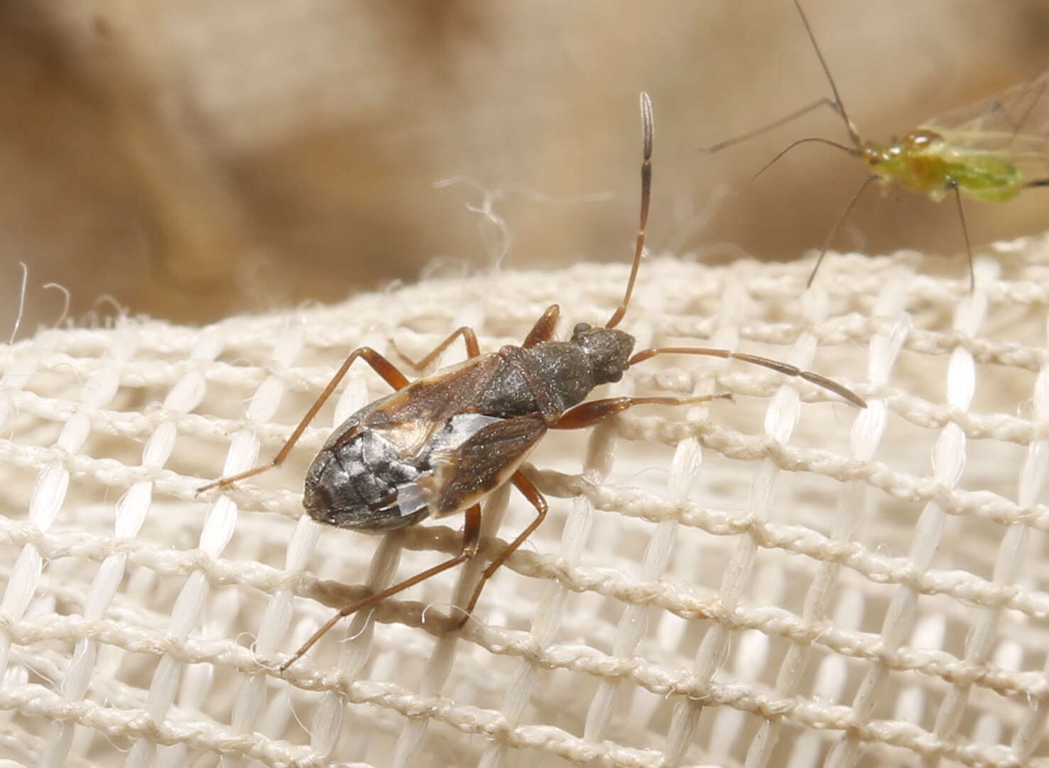 Image of Ligyrocoris diffusus Uhler & P. R. 1871