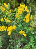 Imagem de Genista canariensis L.