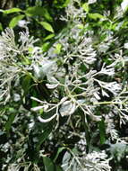 Image of Rudgea jasminoides (Cham.) Müll. Arg.