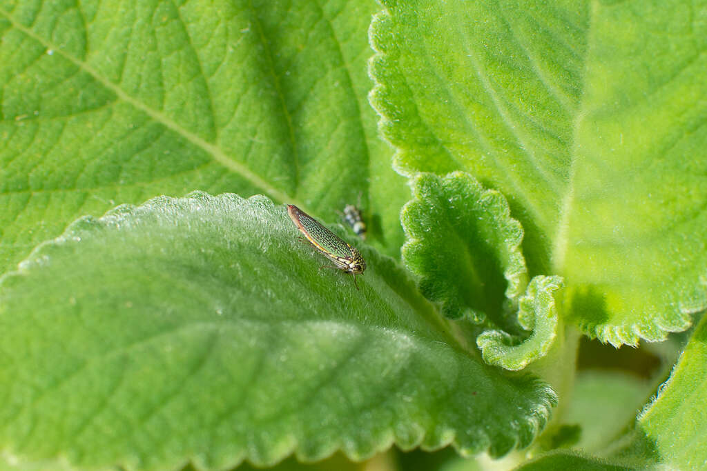 Image of Macugonalia cavifrons (Stal 1862)