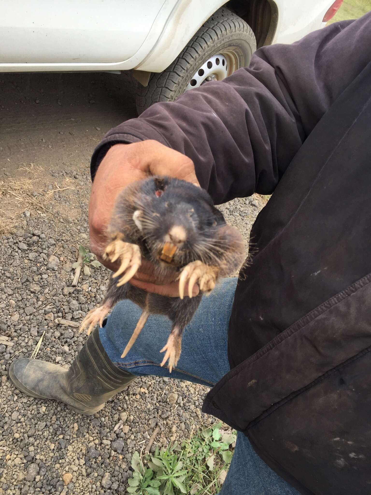 Image of pocket gopher