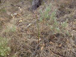 Image of Calostemma purpureum R. Br.