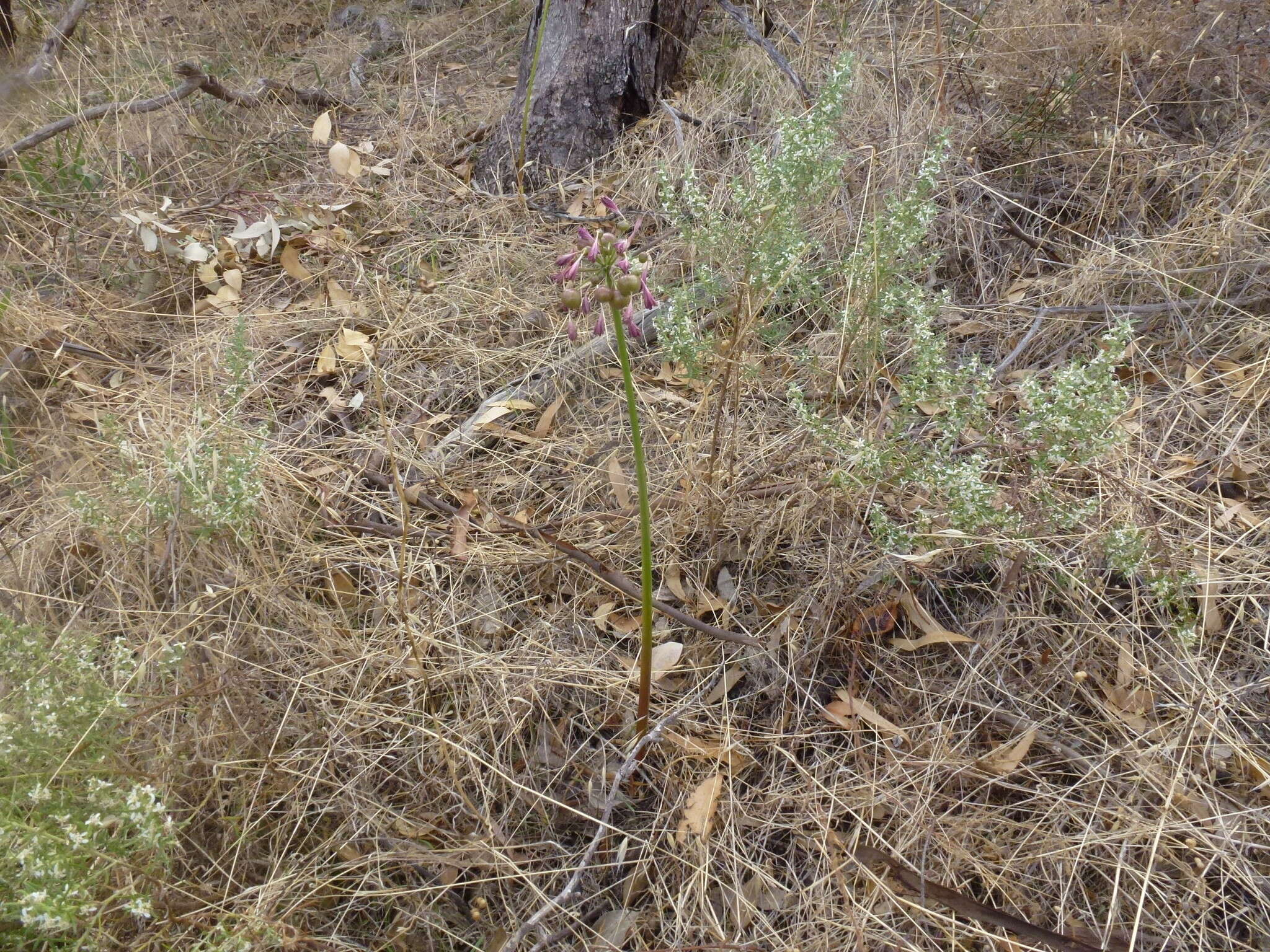 Image of Calostemma purpureum R. Br.