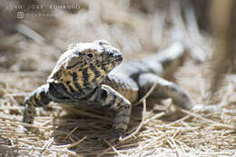 Image of Peru Pacific Iguana