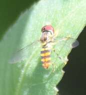 Image of Toxomerus verticalis (Curran 1927)