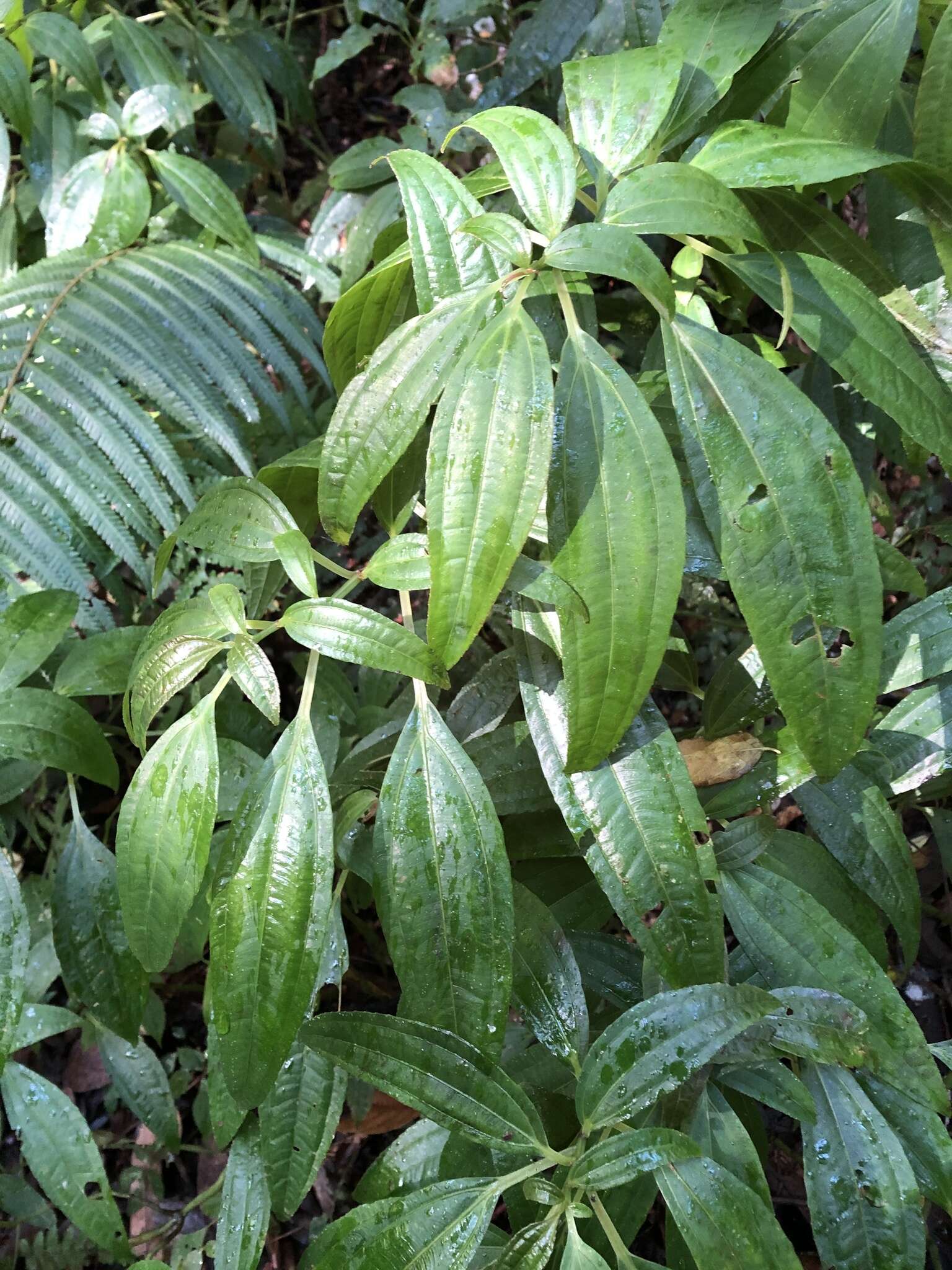 Sivun Pilea rotundinucula Hayata kuva