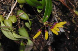 Image of Bulbophyllum retusiusculum Rchb. fil.