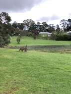 Image of Macropus giganteus giganteus Shaw 1790