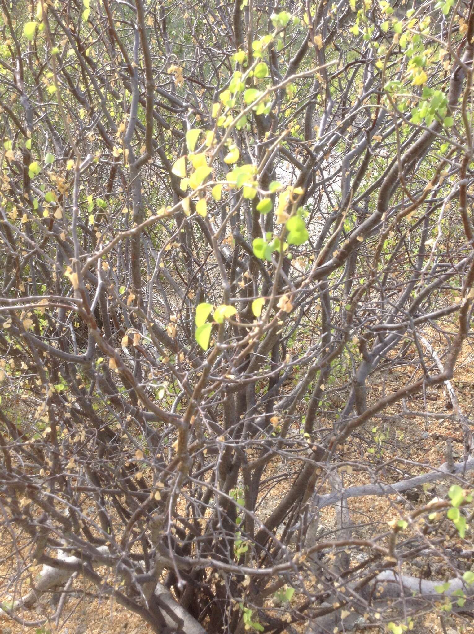 Image of Euphorbia californica Benth.