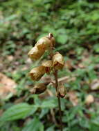 Image of Gastrodia gracilis Blume
