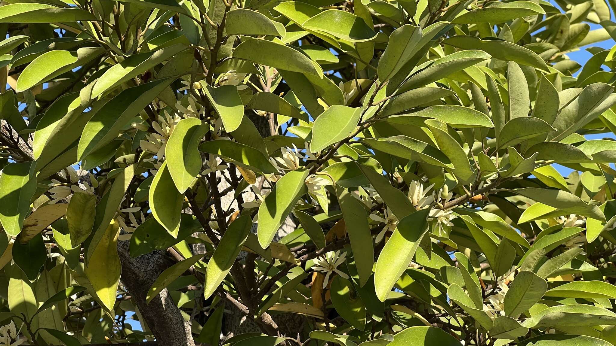 Image of Magnolia compressa Maxim.