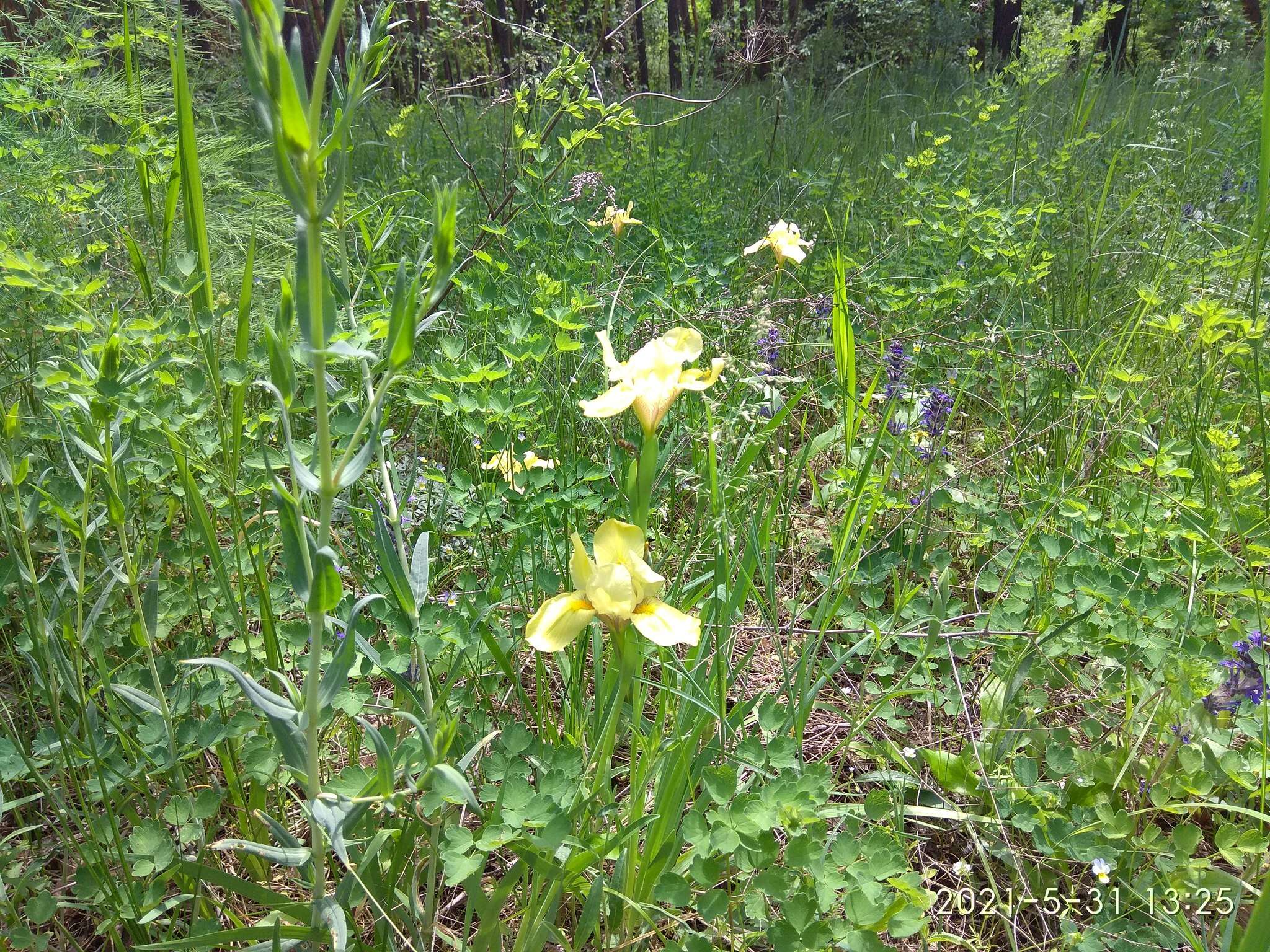 Plancia ëd Iris arenaria Waldst. & Kit.