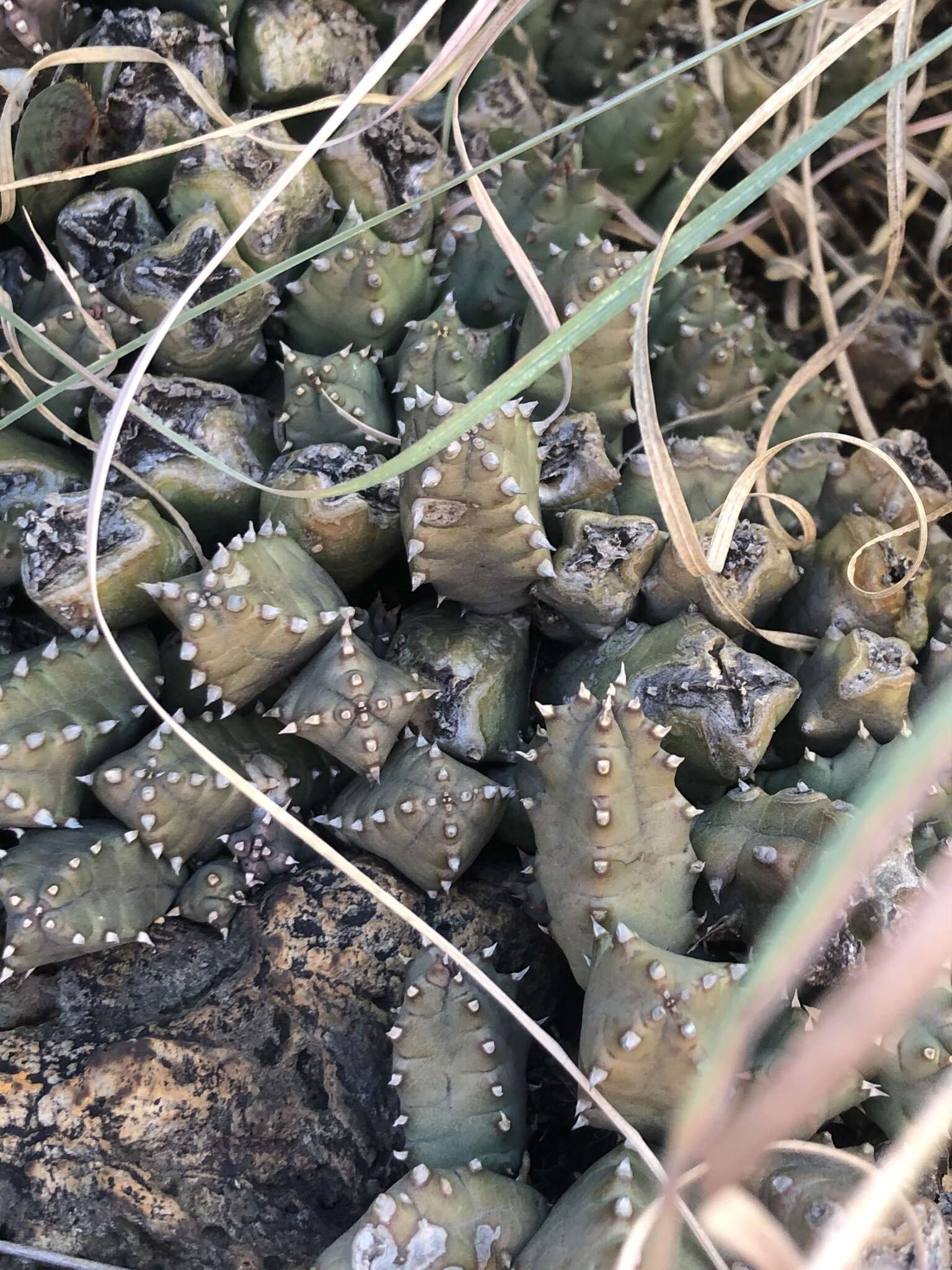 Image of Ceropegia loeseneriana (Schltr.) Bruyns