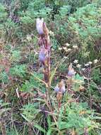 صورة Gentiana decumbens L. fil.