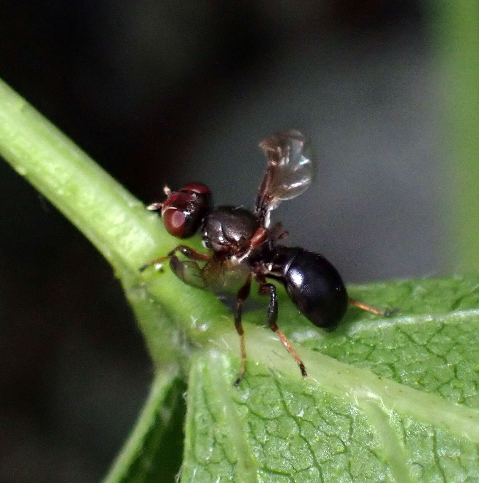 Curranops scutellaris (Coquillett 1900)的圖片