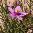 Chironia linoides subsp. nana Verdoorn resmi