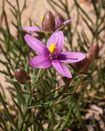 Chironia linoides L. resmi