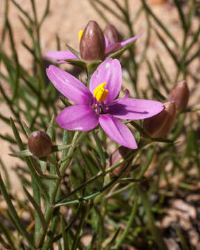 Image of Chironia linoides L.